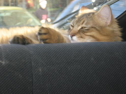 Hunny, my cat, in car (3) - the best one -  He is waiting in car for me to go to make a ride across the town.
