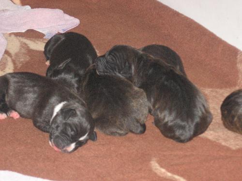 Pitbull puppies from my friend -  My friend have 2 pitbull female dogs, Nelly and Taja(Taia). Those are babies of Nelly, they are her first 'kids'.  Picture was taken on 2006/6