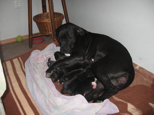 Puppies together with their mother Nelly - Puppies are having dinner. Picture was taken 2006/6
