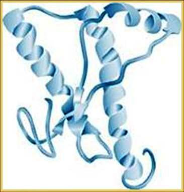 An infectious protein - Prion - A computer image of a prion