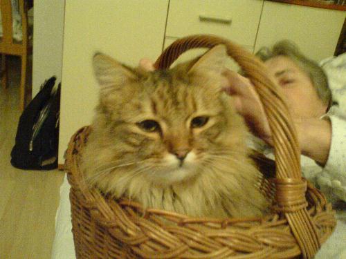 Hunny, my cat resting in one of his favorite place - 2007/1