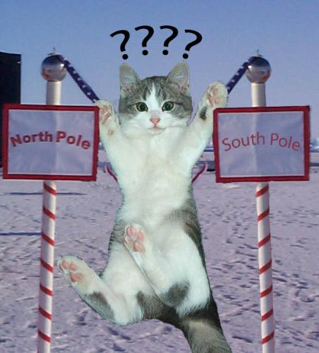 a-cute bi-polar disorder - a-cute bi-polar disorder, a cute kitten caught between poles
