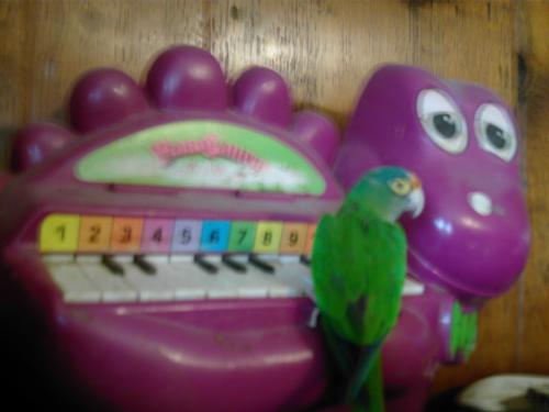 half moon conure- Sunshine - My half moon conure, Sunshine playing my son's piano. Sunshine is quite the clown & always doing silly things like this :)