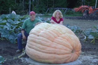world's largets pumpkin - wieghting 300kgs