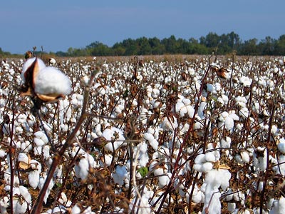 cotton fields - Cotton fields that as a child during the depression my mother worked with her family to survive. cotton fields - Cotton fields that as a child during the depression my mother worked with her family to survive.
