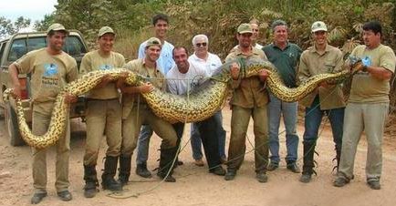 Big snake - A big snake with some people....