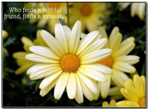 sunflower - devoted to god