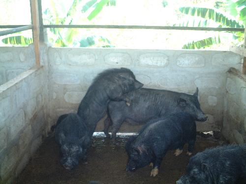 pig pumping1 - a photo of pig having pumping
