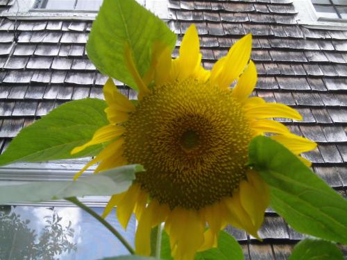 sunflower - The one & only sunflower I grew last year. sunflower - The one & only sunflower I grew last year.