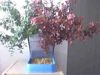 My idea for my cat - I like making things and decided to give my cat a great idea. He likes hiding and privacy. I added artifical greenery to his feeder. Anyone interested in this idea e-mail me.