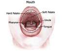 Jaw - Inside a human mouth