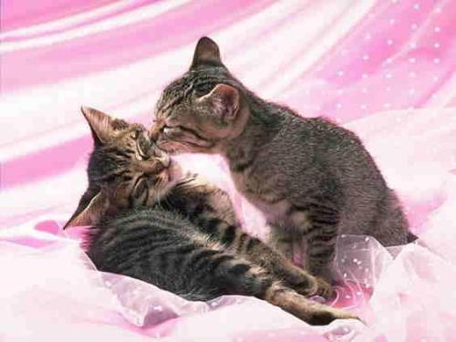 kitties - These cats are sweet in nature.just like me!that's why I love them so.