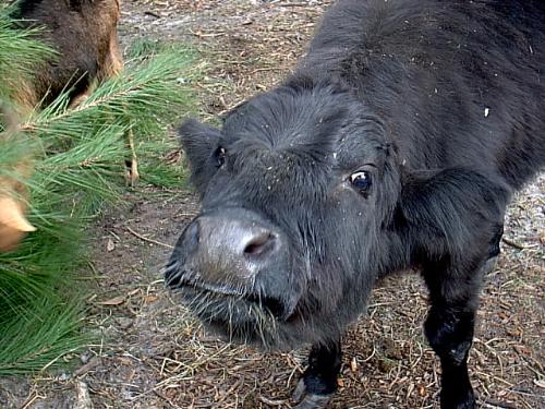 my dwarf cow - This is Norman, she is my cow with dwarfism. She was born in December of 2005 and I brought her home when she was only one month old. This picture was taken on February 1st of 2007, shortly after her one year birthday. Since she required so much hands on care when she came home she is as docile as a lap dog and just as lovable.