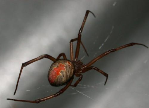 Yucky Spiders - A revolting Redback Spider.