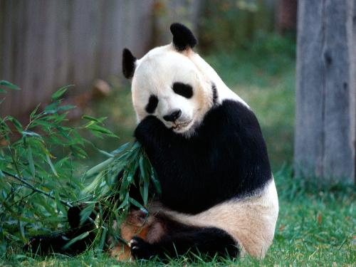 Pandas in china - They are all lovely and they are loved by all the world .those are them.