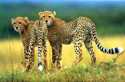 animals - CHEETA image