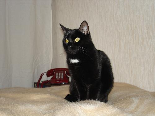 cat - This is our Cat