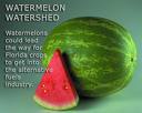 WaterMelons - WaterMelon Lovers