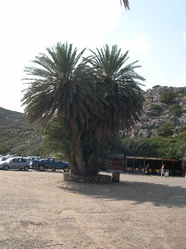 palm trees - A look at the type of pals that can be found at Vai, on the east coast of Crete. They can only be found here - at least in any greater quantities.