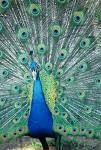 national bird - peacock, majestic bird, national bird of india