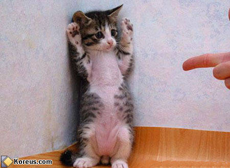 hands up! - cats image hands up!