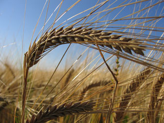 Wheat  - Its a wheat plant