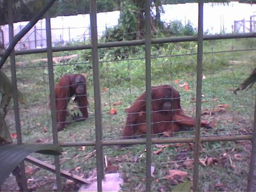 Best Friend - Best Friend of Orang Utan