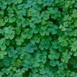 Irish - Irish clovers for St. Patrick's Day....and just for luck!