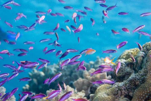anthias - these are one of the most common fish on the northern reefs, there are different colours and there could be hundreds in a colony