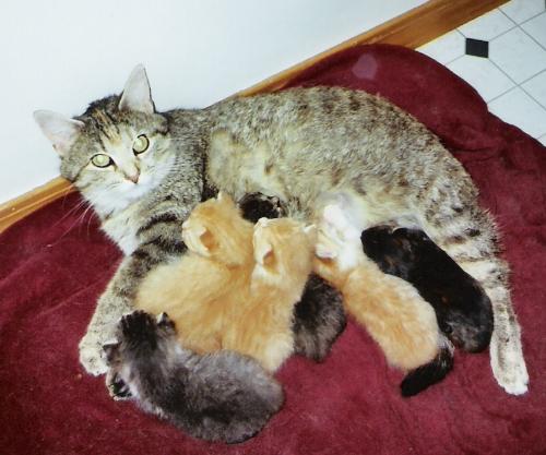 Fat cat & her litter of kitties - Fat cat & her litter of babies.