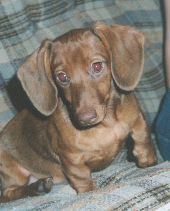 Princess, miniature dachshund - This is Princess, my miniature dachshund.