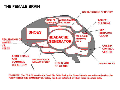 the female brain - divisions of the female brain