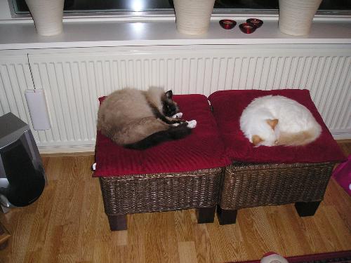 sleeping cats - my two lovely cats