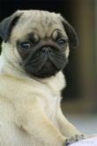 See how cute dogs are! lol - It's a pug and I like pugs. If I were born as an animal, I would prefer to become a dog. Yes! Because they are cute! Especially the pugs eventhough they are not! lol :) See how cute dogs are! lol - It's a pug and I like pugs. If I were born as an animal, I would prefer to become a dog. Yes! Because they are cute! Especially the pugs eventhough they are not! lol :)