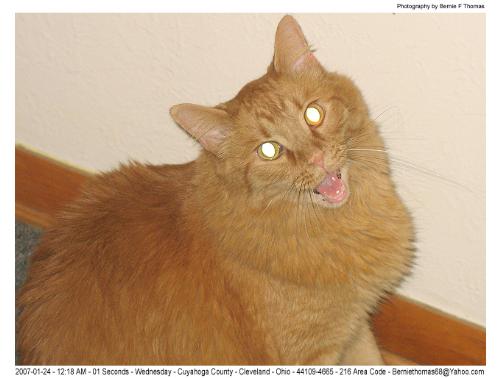 Cat behavior and body language - This is a photograph of my cat better known as the Fuzz who took a moment to smile for me