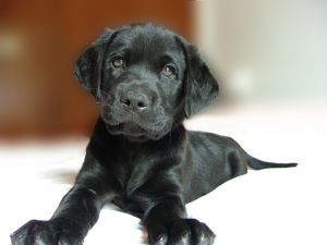Puppy - A black puppy retriever, who looks like hes waiting to play. Puppy - A black puppy retriever, who looks like hes waiting to play.