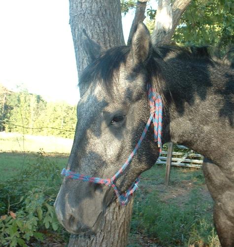 Elvis - Elvis is my blue roan stud colt.. 3 years old this spring. He is half Quarter and half Thoroughbred. Elvis - Elvis is my blue roan stud colt.. 3 years old this spring. He is half Quarter and half Thoroughbred.