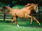 Running Horse - Running horse