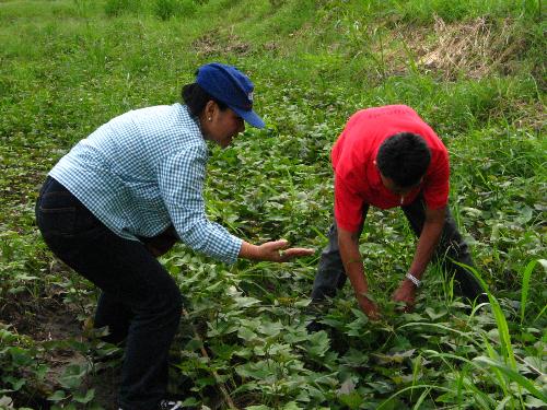 Counting weeds - Know the weeds in your farm? Scientist and farmer work together in identifying common weeds in the sweetpotato field.