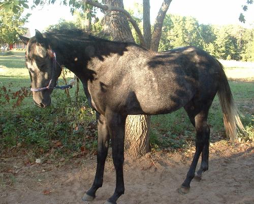 Elvis.. - Elvis.. my purty thoroughbred baby Elvis.. - Elvis.. my purty thoroughbred baby