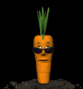 carrot - carrot