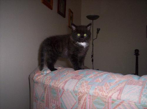 my precious - my cat lilly,she's so cute!