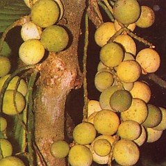 duku condet - sweet and sour fruit called duku, original from Condet