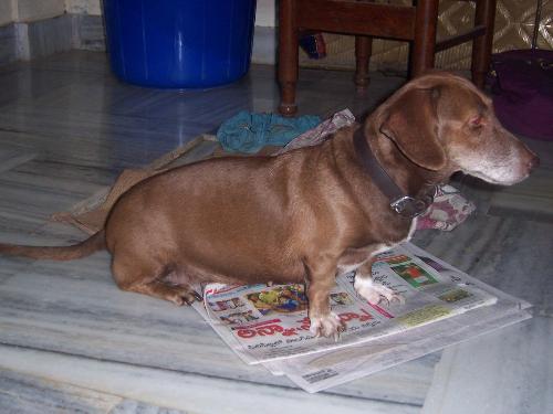 My Doggie - This is my cute doggie its name is Pinky.I love it very much