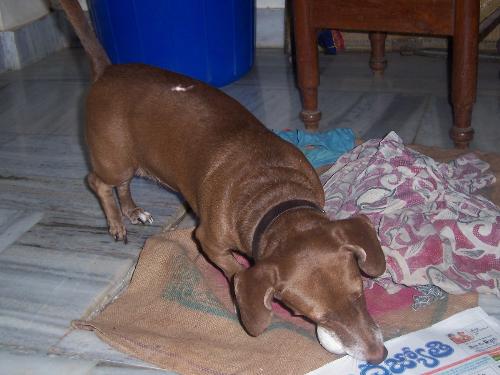 My Cutie - My doggie playing with a ball