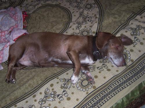 My sweet heart - Its taking rest