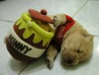 winnie the pooh look alike - It's a sleeping dog dressed up like winnie the pooh