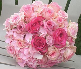 Roses are pink - pink roses.