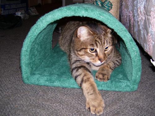 bug's new toy - This is a picture of my kitty, Leo-Bug, and his first scratching post! bug's new toy - This is a picture of my kitty, Leo-Bug, and his first scratching post!