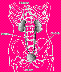 Kidney - Most kidney stones can pass through the urinary system with plenty of water to help move the stone along.